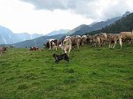 canipastore 089